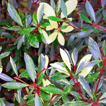 Drimys lanceolata 'Suzette' - variegated leaves