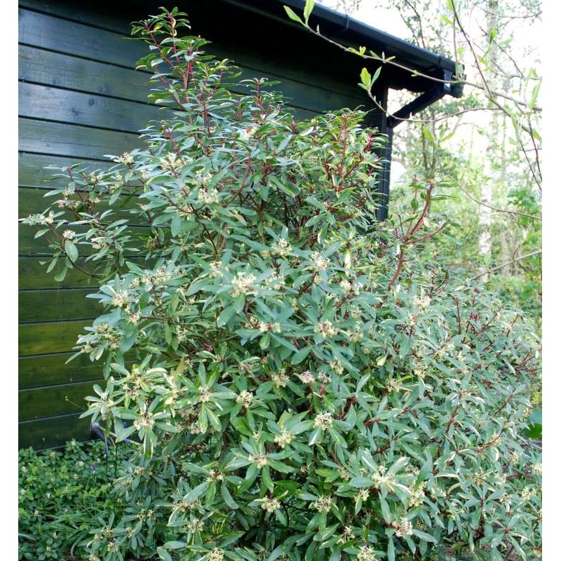 Drimys lanceolata 'Suzette'