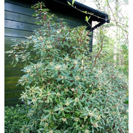 Drimys lanceolata 'Suzette'