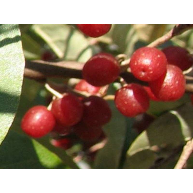 Elaeagnus multiflora Elaeagnus multiflora