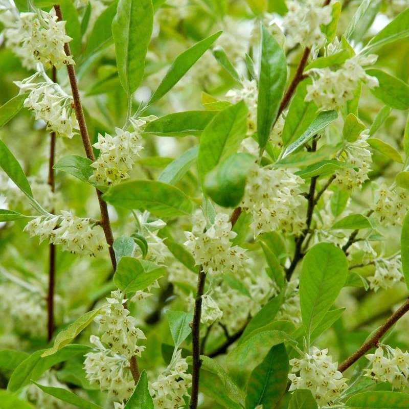 Elaeagnus umbellata