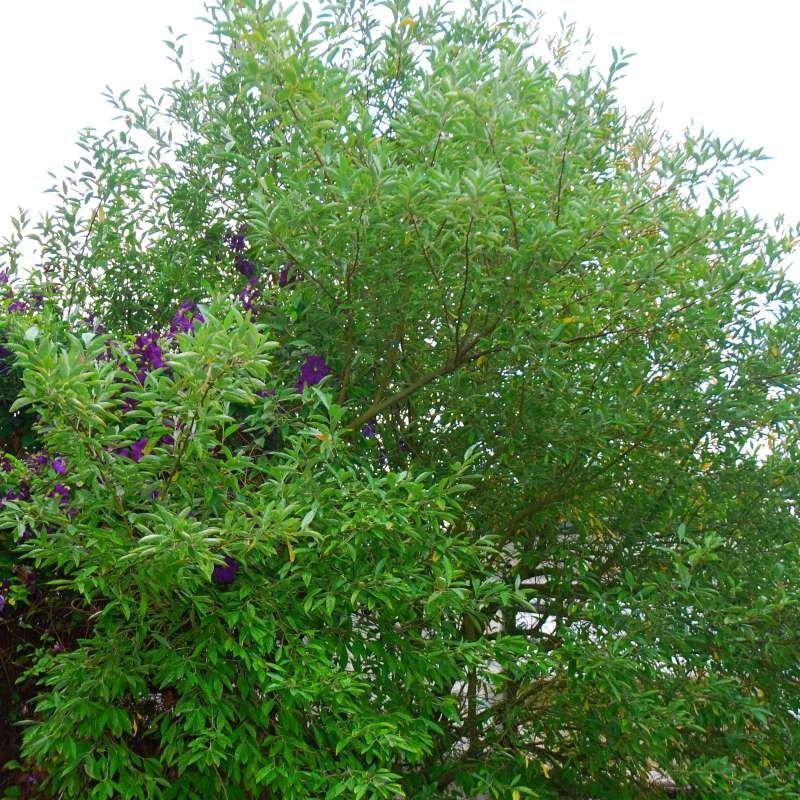 Elaeagnus umbellata