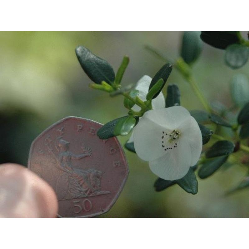 Eucryphia milliganii Eucryphia milliganii