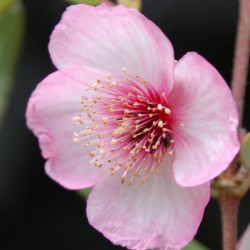 Eucryphia lucida 'Ballerina' - pink summer flowers
