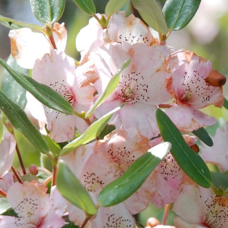 Eucryphia lucida 'Ballerina'