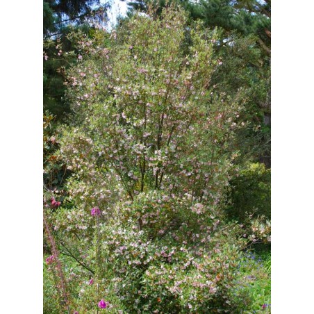 Eucryphia lucida 'Ballerina'