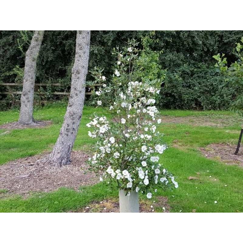 Eucryphia x intermedia 'Rostrevor'