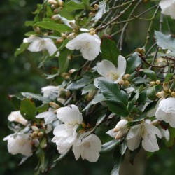 Eucryphia x nymansensis 'Nymansay'