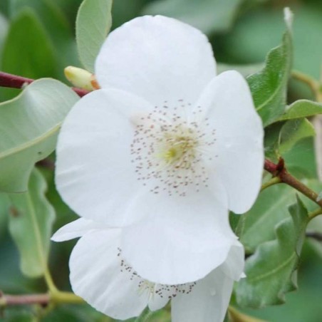 Eucryphia x 'Penwith'