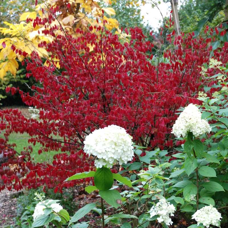 Euonymus alatus - autumn colour (2)