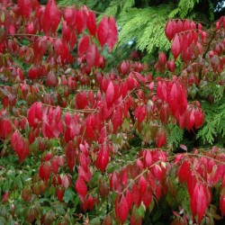 Euonymus alatus - autumn colour (3)