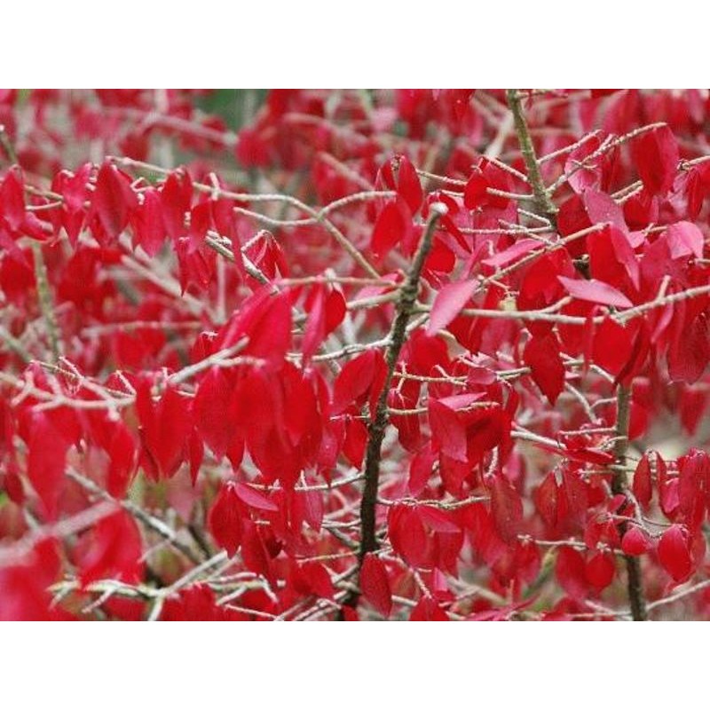 Euonymus alatus 'Compactus' - autumn colour