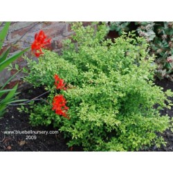 Euonymus alatus 'Compactus' - summer leaves