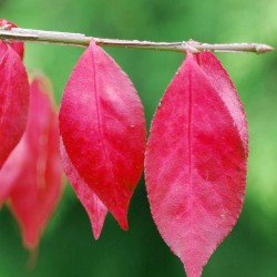 Euonymus alatus 'Compactus' - autumn colour close up