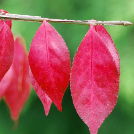 Euonymus alatus 'Compactus' - autumn colour close up