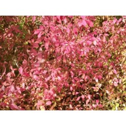 Euonymus alatus var ciliatodentatus