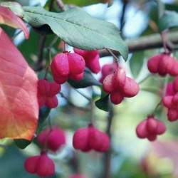Euonymus europaeus