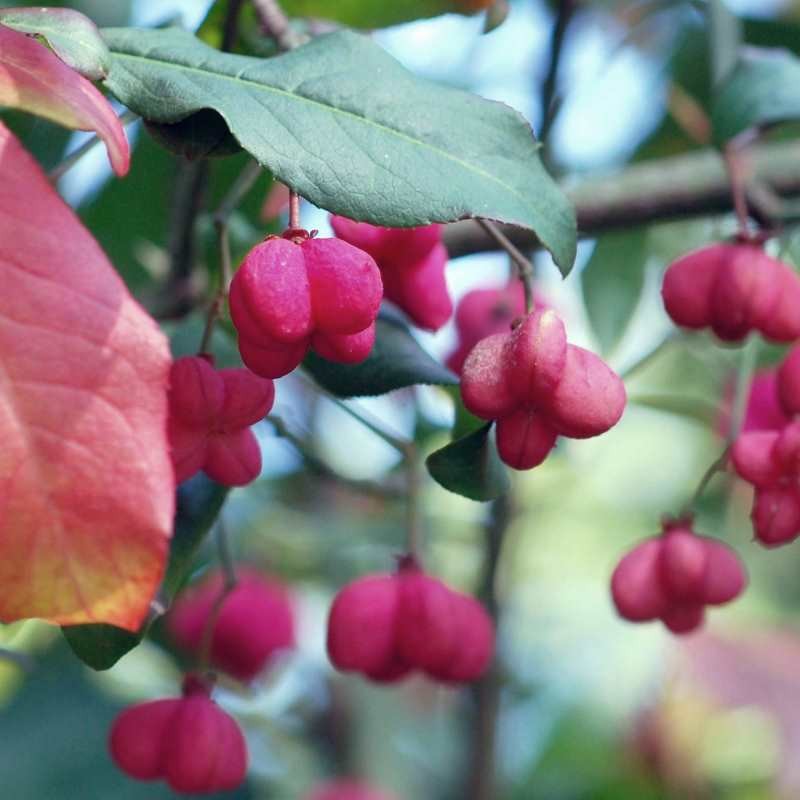 Euonymus europaeus