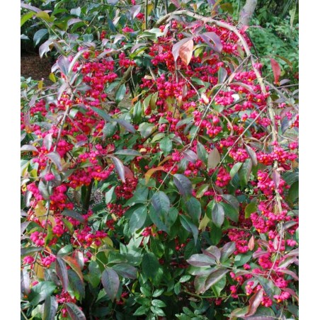 Euonymus europaeus 'Red Cascade' Euonymus europaeus 'Red Cascade'