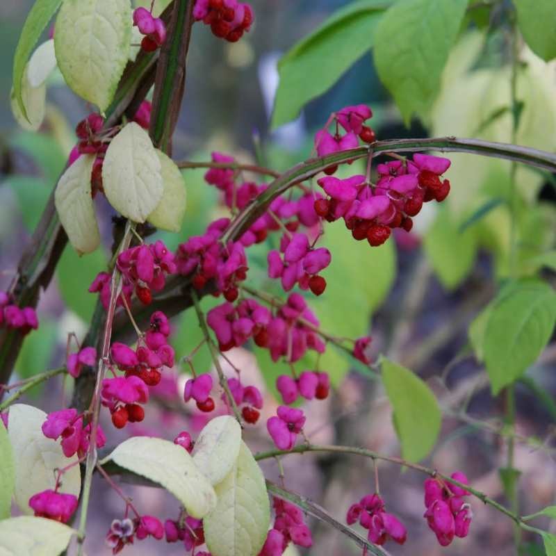 Euonymus phellomanus Euonymus phellomanus