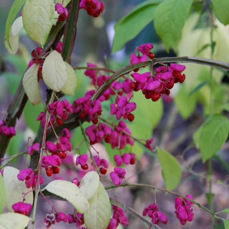 Euonymus phellomanus