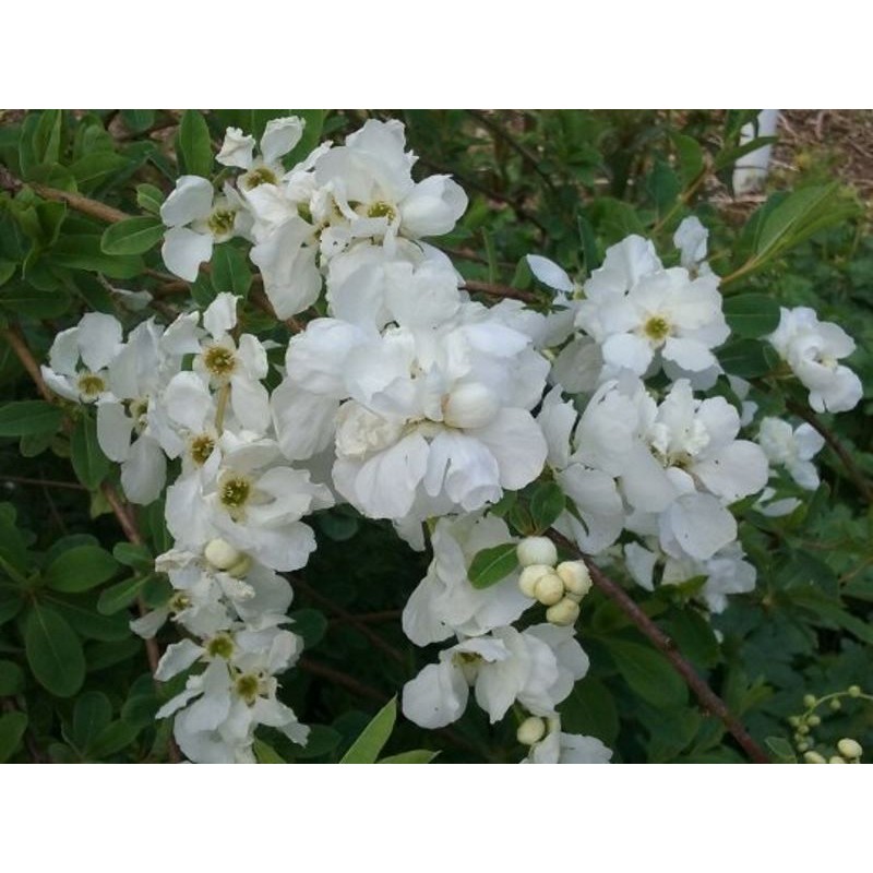 Exochorda x macrantha 'The Bride'