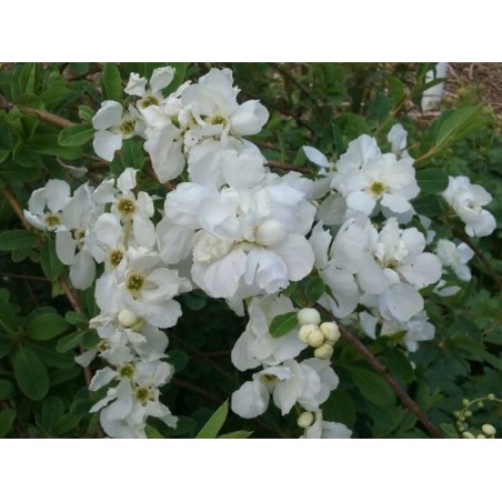 Exochorda x macrantha 'The Bride' Exochorda x macrantha 'The Bride'
