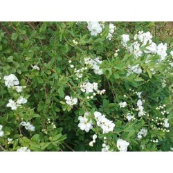 Exochorda x macrantha 'The Bride'