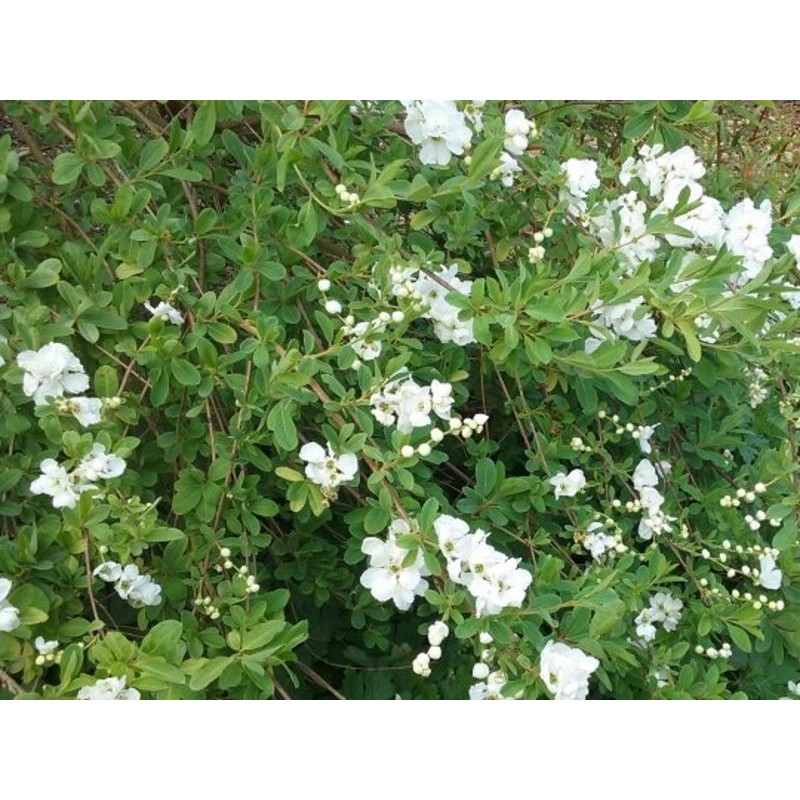 Exochorda x macrantha 'The Bride'