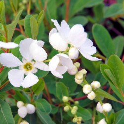 Exochorda x macrantha 'The Bride'