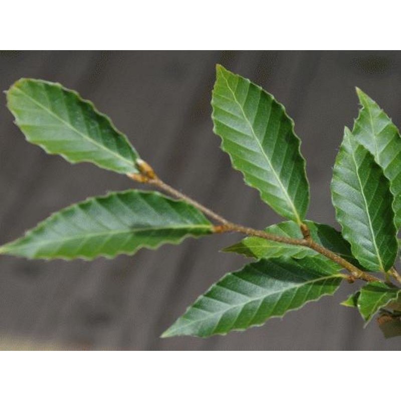 Fagus crenata 'Mount Fuji' - summer leaves Fagus crenata 'Mount Fuji' - summer leaves