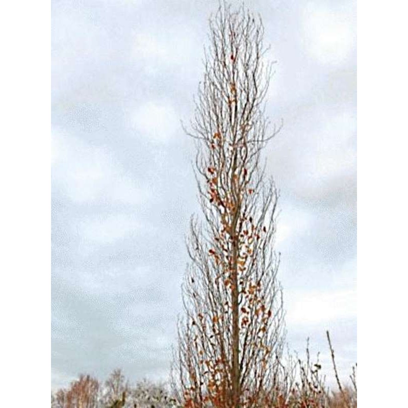 Fagus orientalis 'Iskander' Fagus orientalis 'Iskander'