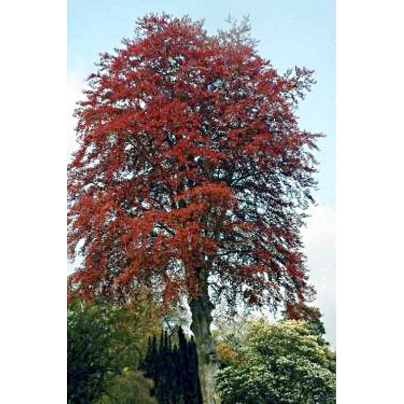 Fagus sylvatica 'Purpurea' Fagus sylvatica 'Purpurea'