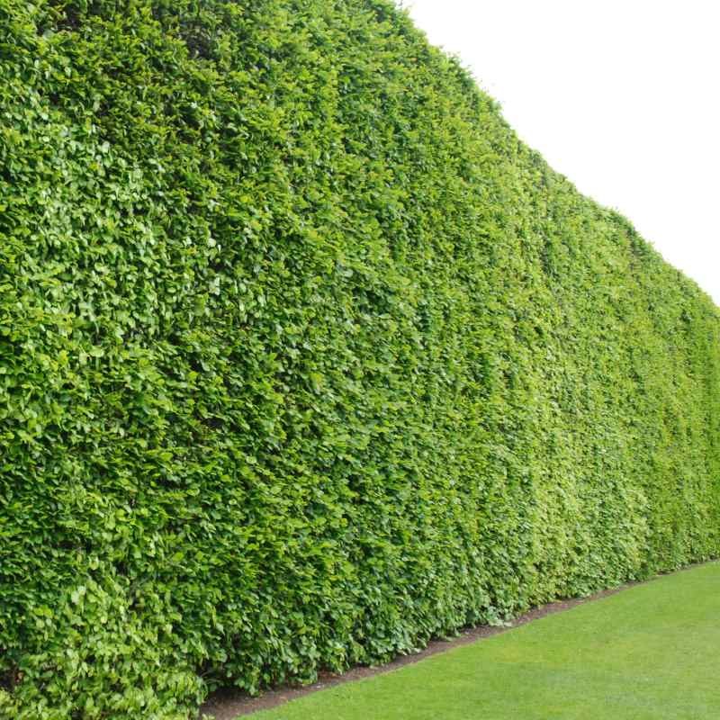 Fagus sylvatica Fagus sylvatica