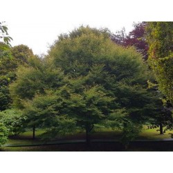 Fagus sylvatica 'Aspleniifolia'