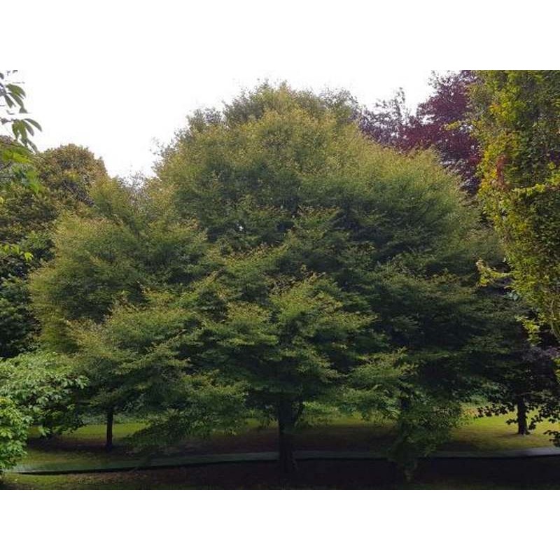Fagus sylvatica 'Aspleniifolia' Fagus sylvatica 'Aspleniifolia'