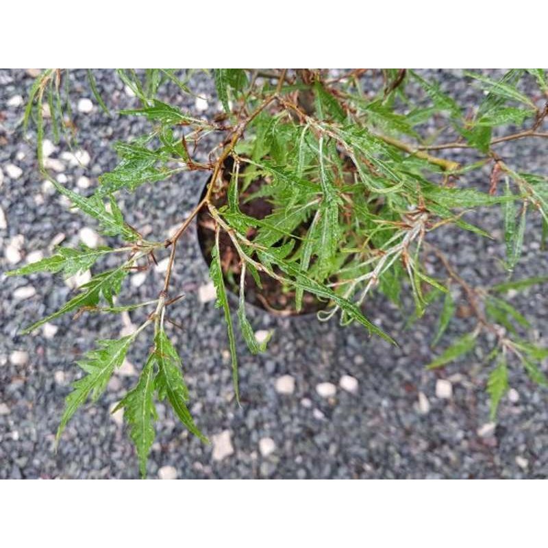 Fagus sylvatica 'Aspleniifolia'