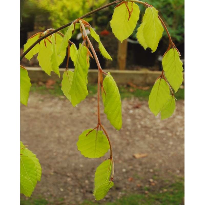 Fagus sylvatica 'Aurea Pendula'