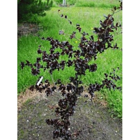 Fagus sylvatica 'Brathay Purple' Fagus sylvatica 'Brathay Purple'