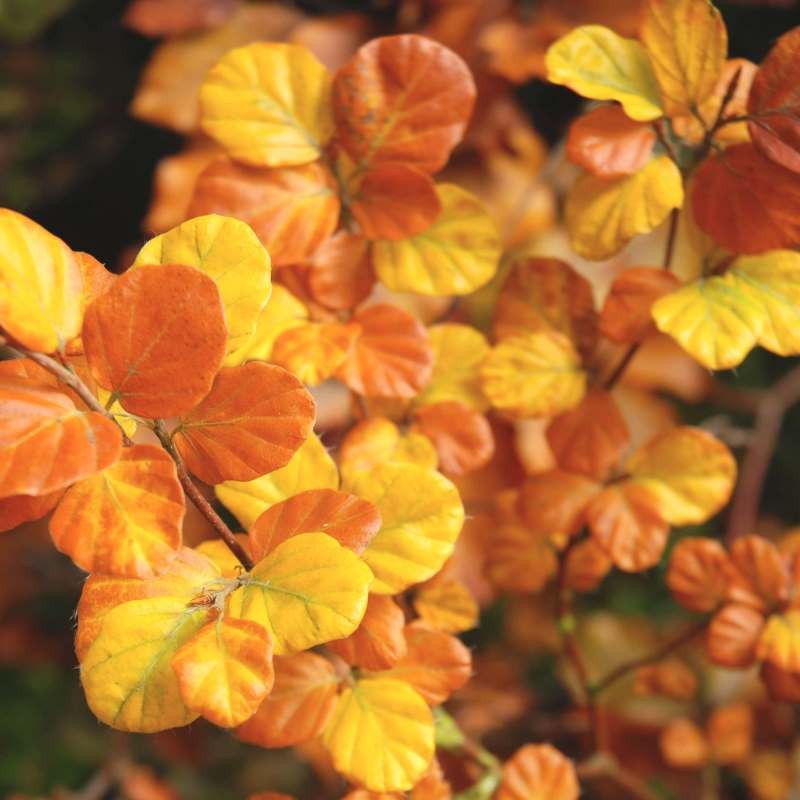 Fagus sylvatica 'Cockleshell' Fagus sylvatica 'Cockleshell'