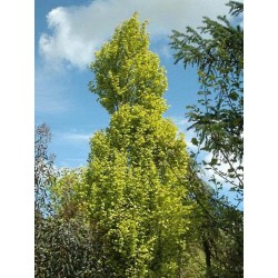 Fagus sylvatica 'Dawyck Gold'