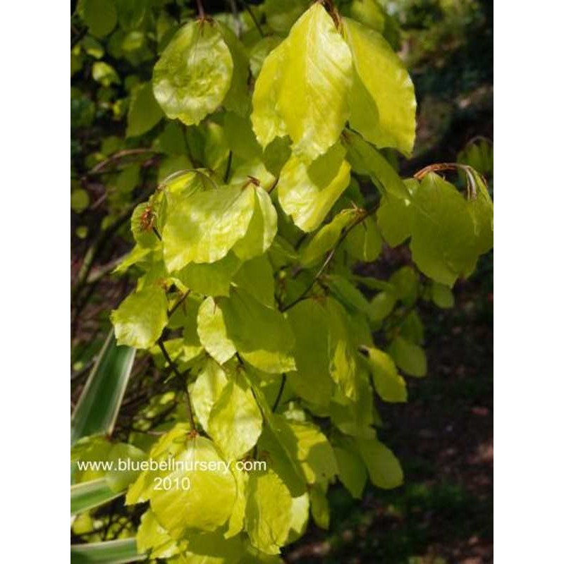 Fagus sylvatica 'Dawyck Gold'