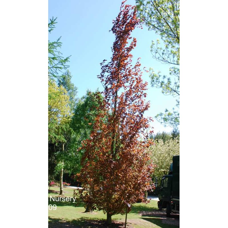 Fagus sylvatica 'Dawyck Purple'