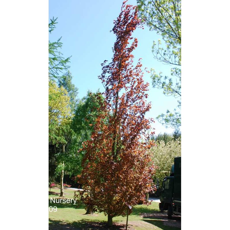 Fagus sylvatica 'Dawyck Purple' Fagus sylvatica 'Dawyck Purple'