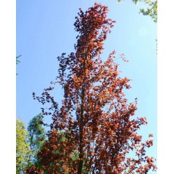 Fagus sylvatica 'Dawyck Purple'