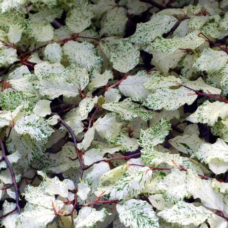 Fagus sylvatica 'Franken'