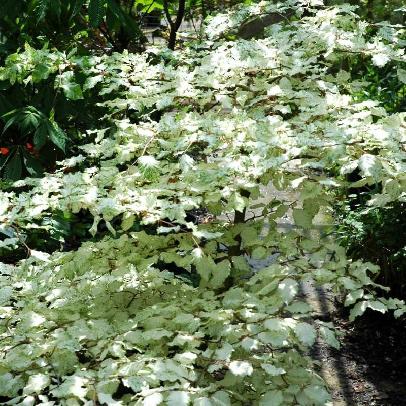 Fagus sylvatica 'Franken'