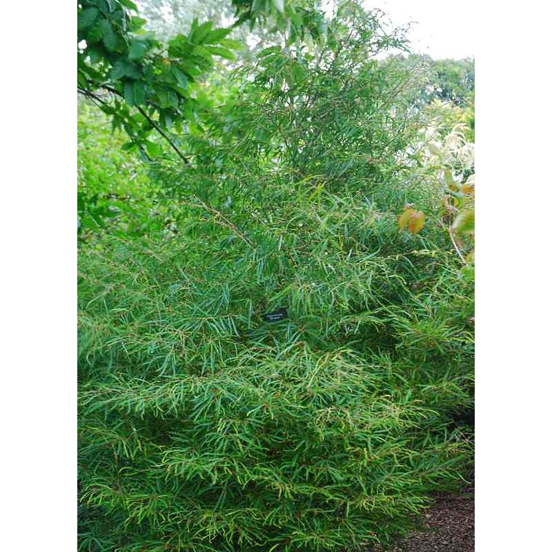 Fagus sylvatica 'Mercedes'