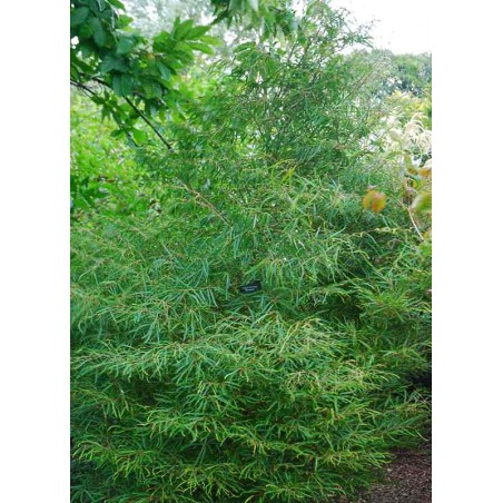 Fagus sylvatica 'Mercedes' Fagus sylvatica 'Mercedes'