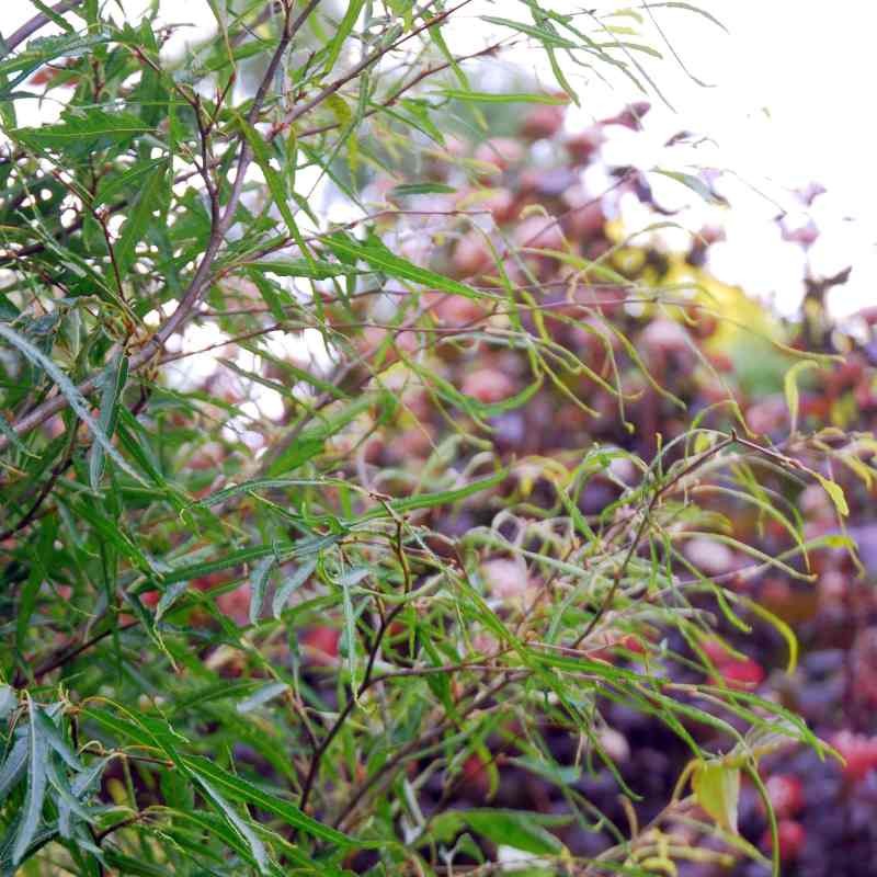 Fagus sylvatica 'Mercedes'